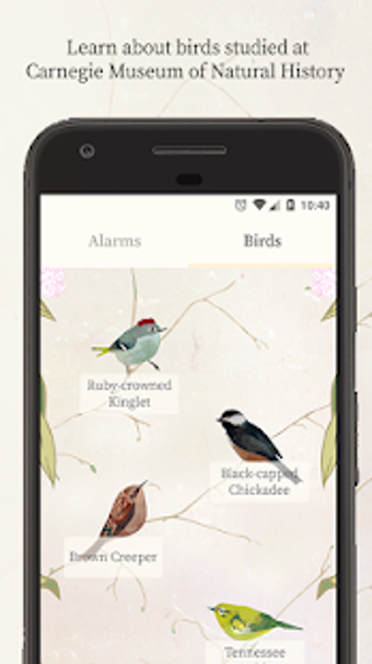 Imagen 0 para Dawn Chorus