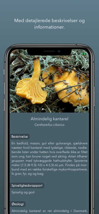 Image 1 for Atlas of Danish Fungi