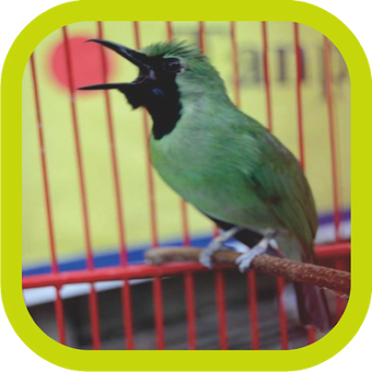 Image 0 for Master Kicau Cucak Ijo Ju…