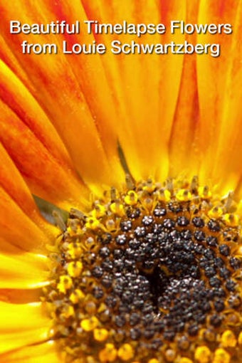 Imagen 0 para Magic Flowers - Visual He…