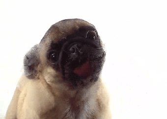 Image 0 for Dog Licking Screen