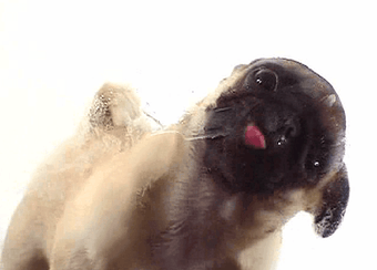 Image 1 for Dog Licking Screen