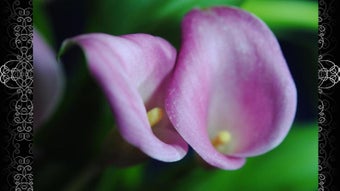 Imagen 0 para Bloomingvinedesign's Flor…