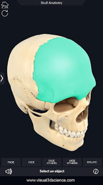 Image 1 for My Skull Anatomy