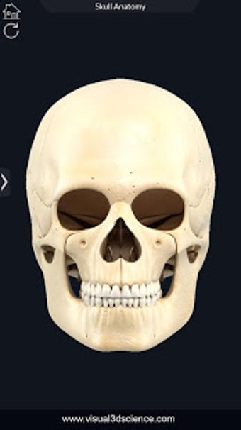 Image 3 for My Skull Anatomy
