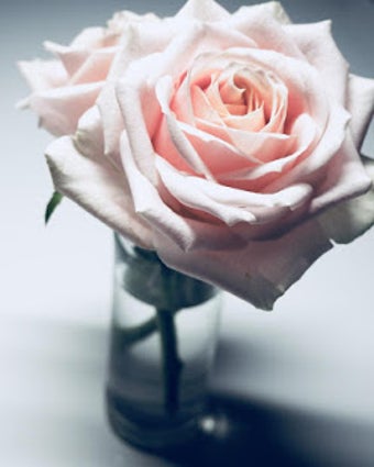 Image 1 for Flowers And Roses Animate…