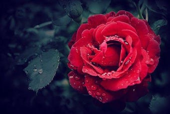 Image 0 for Flowers And Roses Animate…