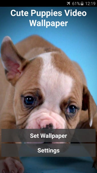 Imagen 2 para Cute Puppies Video Wallpa…