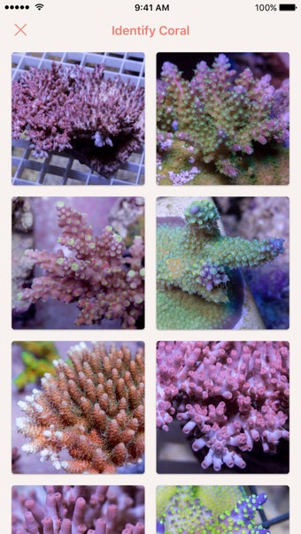Image 3 for Atoll - Coral Identificat…