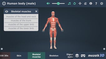 Image 3 for Human body (male) 3D