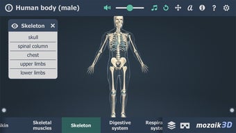 Image 0 for Human body (male) 3D