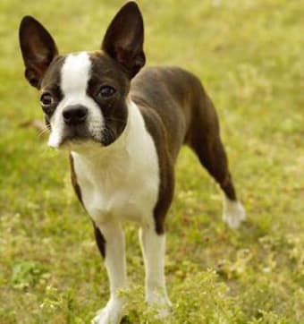 Image 3 for Boston Terrier Puzzle
