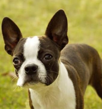 Image 0 for Boston Terrier Puzzle
