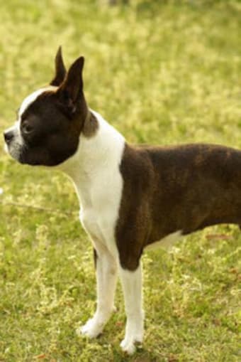 Image 2 for Boston Terrier Puzzle
