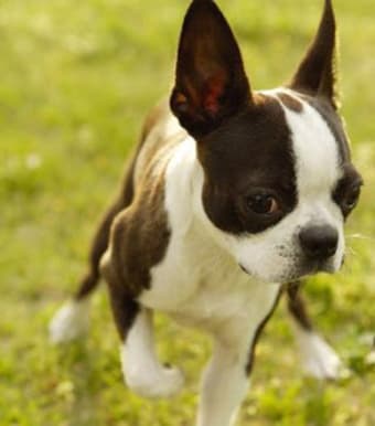Image 1 for Boston Terrier Puzzle