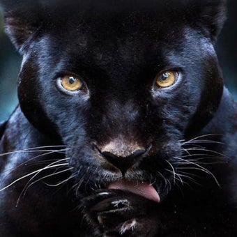 Image 3 for Black Panther Live Wallpa…