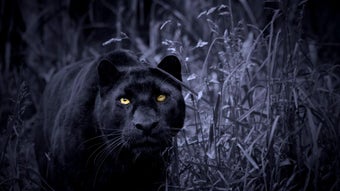Image 0 for Black Panther Live Wallpa…