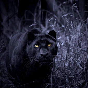 Image 2 for Black Panther Live Wallpa…