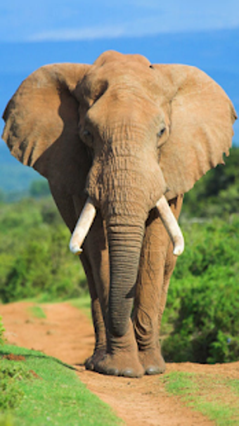 Image 3 for Sound Touch Lite - Animal…