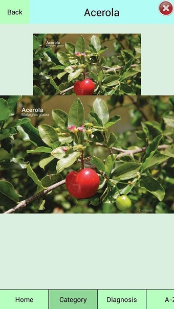 Image 0 for Edible Plant Guide