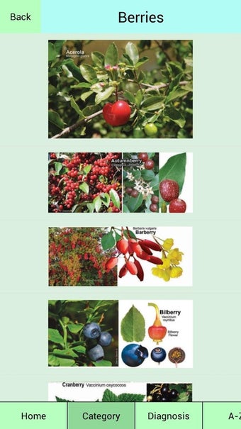 Image 2 for Edible Plant Guide