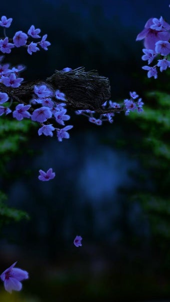 Imagen 2 para Season Zen HD