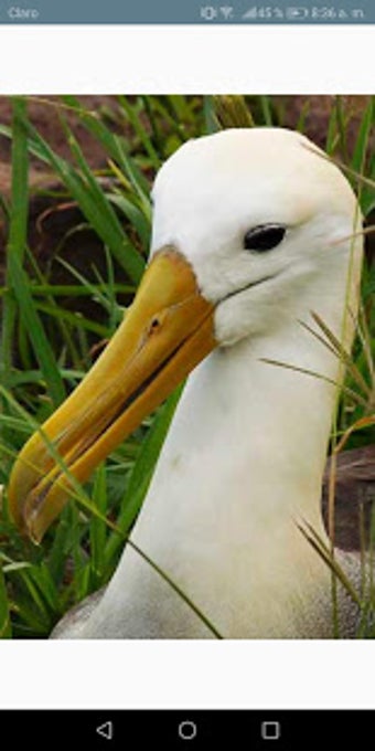 Imagen 0 para Galapagos Wildlife