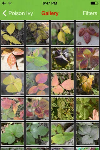 Image 0 for Rash Plants