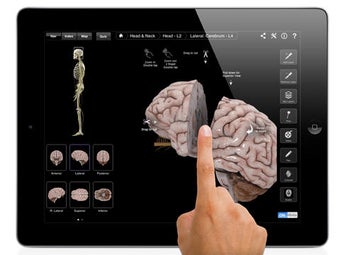 Image 0 for Brain and Nervous System …