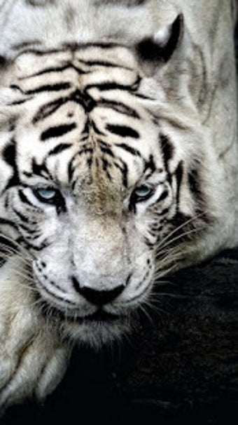 Image 2 for Animal Wallpapers HD