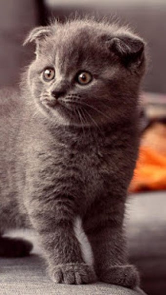 Image 1 for Animal Wallpapers HD