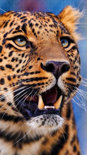 Image 3 for Animal Wallpapers HD