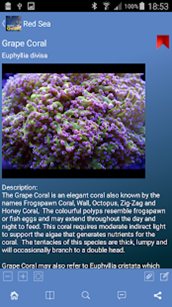 Image 2 for Pocket Guide Red Sea