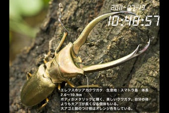 Image 0 for Stag Beetle Clock