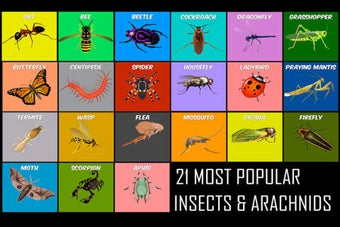 Image 0 for Animals Life Cycle - Inse…