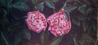 Image 2 for Quick Cam - Retro Film Ca…