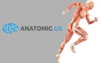 Imagen 0 para Anatomy Game Anatomicus