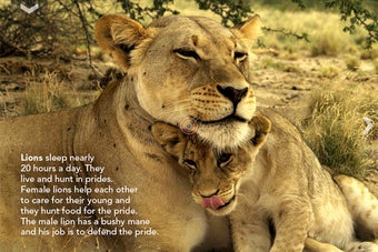 Image 0 for The Lion and other Wild A…