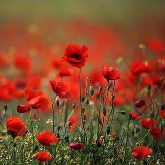 Imagen 0 para Red Poppy Live Wallpaper