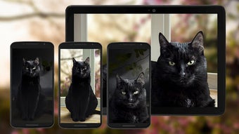 Image 0 for Cute Black Cat Live Wallp…