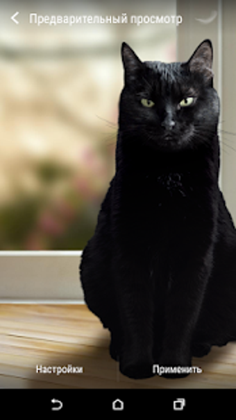 Image 2 for Cute Black Cat Live Wallp…