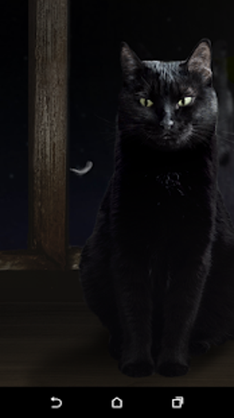 Image 1 for Cute Black Cat Live Wallp…