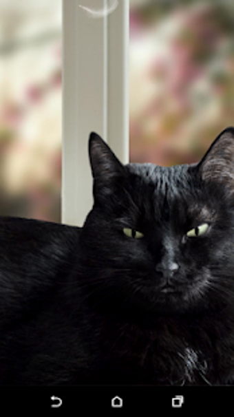 Image 3 for Cute Black Cat Live Wallp…