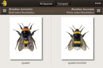 Image 0 for Bumblebees of Britain & I…