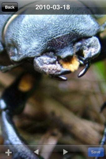 Image 0 for Beetle Gallery (Free)