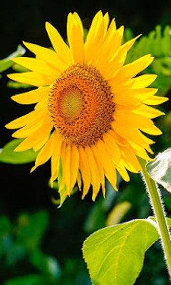 Image 3 for Sunflower Wallpaper