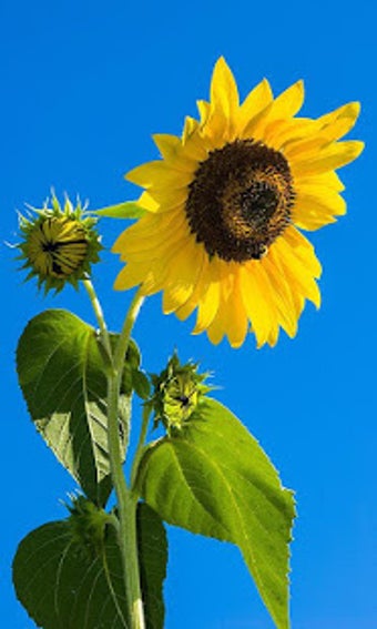 Image 2 for Sunflower Wallpaper