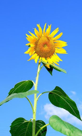 Image 0 for Sunflower Wallpaper