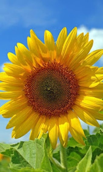 Image 1 for Sunflower Wallpaper