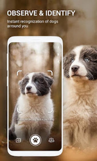 Image 2 for Dog Bread Identifier: Dog…